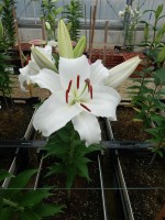 [4371 White Balloons GA No01.JPG]